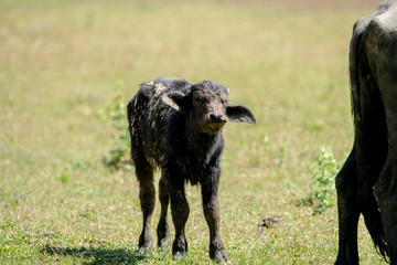 water buffalo