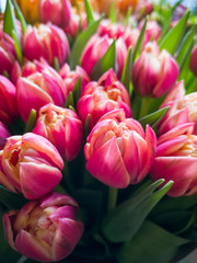 Bouquet of pink and orange tulips