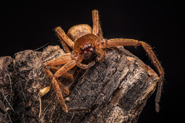 araña en fondo negro