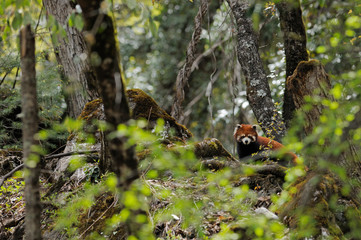 Red panda in forest
