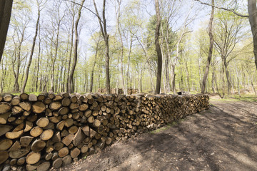 Forstarbeiten im Frühling