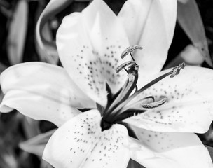 Lilium (true lilies) is a genus of herbaceous flowering plants growing from bulbs with an isolated background, focused on the blossom of the lily, in black and white 