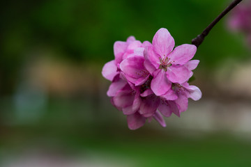 pink flowers on a twig in the center of the frame