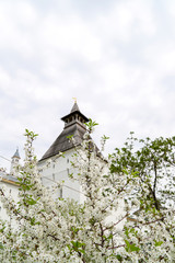 Spring apple blossom in Rostov Kremlin garden, Yaroslavl oblast, Russia