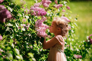 girl sniffs lilac bushes. blooming gardens