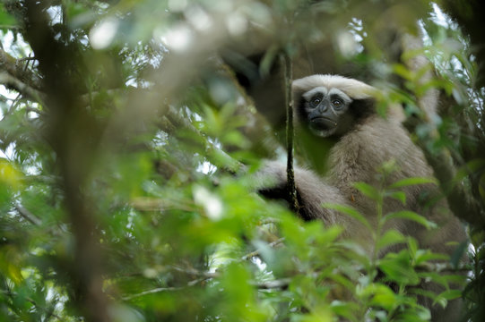Skywalker monkey sitting in tree