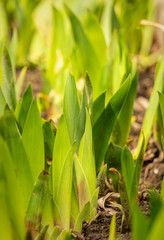 Fototapeta premium Spring garden. sprouted iris leaves in the spring sun