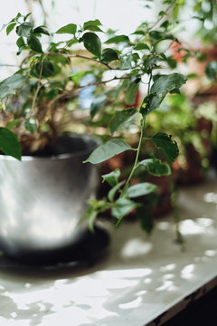 Green plant in a pot on window sill