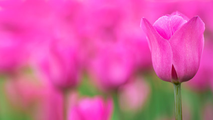 Pink tulip buds with fresh green leaves in soft light on blur background. Holland tulip flowers in the park in spring. Macro