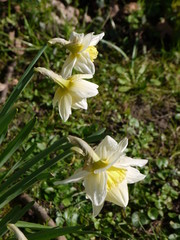 Obraz premium Narzissen