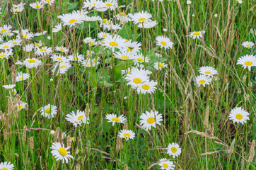 White daisies Mayweed or Chamomile and wheat blossom at summertime