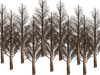 trees in winter