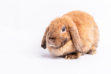 Baby cute rabbits has a pointed ears, brown fur and sparkling eyes, on white background, to Easter festival and animal concept.