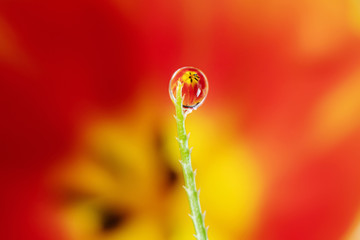 Drop of water on green blade of grass in foreground. Red-yellow tulip, which is in the background,...