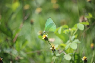 yellow butterflies play in the meadow on the edge of the village
