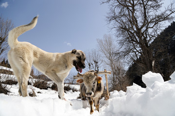 guiding his one oxen to pull the tree in the winter time.artvin/turkey