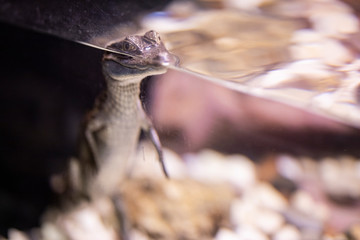 a crocodile at the zoo
