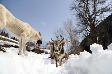 guiding his one oxen to pull the tree in the winter time.artvin/turkey