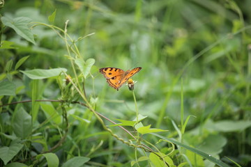 Brown butterflies play in the meadow on the edge of the village
