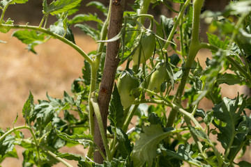 Tomate verte en plan rapproché sur pied du jardin bio