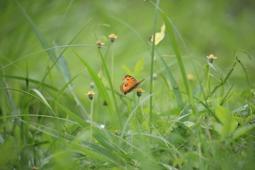 Brown butterflies play in the meadow on the edge of the village