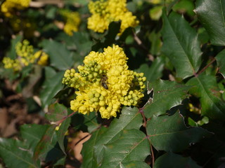 Blüten im Frühling