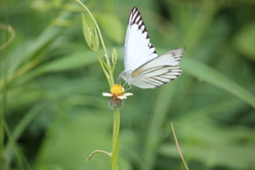 White butterflies play in the meadow on the edge of the village