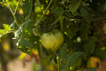 Tomate verte en plan rapproché sur pied du jardin bio