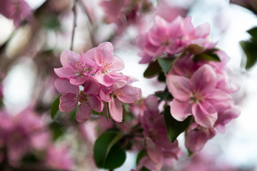 Fototapeta premium tender pink flowers on the twig, spring has come