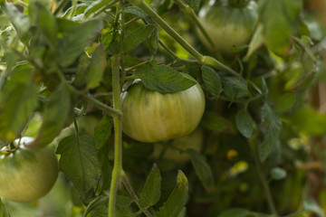 Tomate verte en plan rapproché sur pied du jardin bio