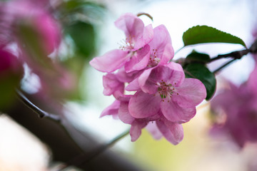 tender pink flowers on the twig, spring has come