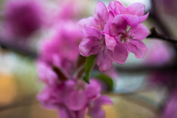 tender pink flowers on the twig, spring has come