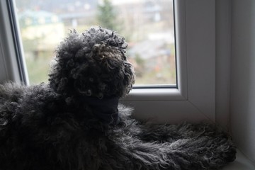 Young grey poodle dog is waiting at the window for the owner to come home