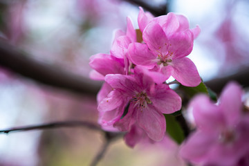 Fototapeta na wymiar tender pink flowers on the twig, spring has come