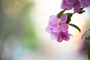 Obraz premium tender pink flowers on the twig, spring has come