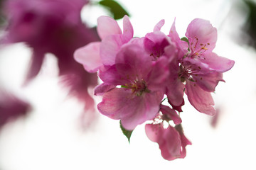 Fototapeta na wymiar tender pink flowers on the twig, spring has come