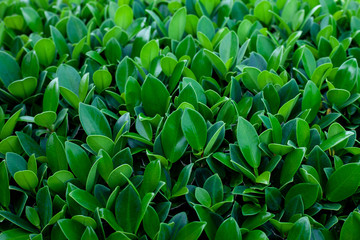 closeup nature view of green leaf texture, dark wallpaper concept, nature background, tropical leaf