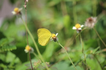 yellow butterflies play in the meadow on the edge of the village