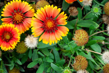 closeup beautiful colorful flower in the garden, flower background