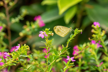 The flowers are beautiful and refreshing on a nature background.