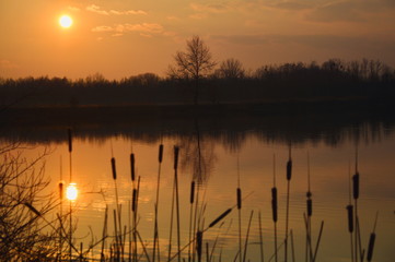Czerwony zachód słońca nad jeziorem. Pierwszym planie samotne drzewo. Śląskie krajobrazy, Chorzów. - obrazy, fototapety, plakaty