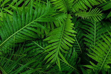 abstract green fern leaf texture and water drop, dark blue tone nature background, tropical leaf