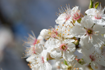 Wild Branches of a blossoming tree with white flowers