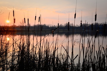 Czerwony zachód słońca na jeziorem, na pierwszym planie Tatarak. Bytom śląski Krajobraz.