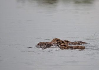 Bobrowa rodzinka © Dariusz