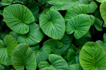 closeup nature view of green leaf texture, dark wallpaper concept, nature background, tropical leaf