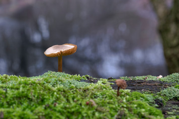 Grzyb na mchu © Dariusz