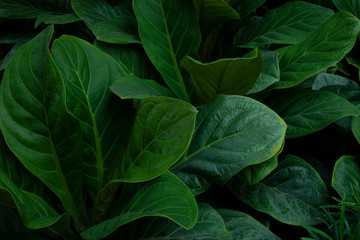 Fototapeta premium closeup nature view of green leaf texture, dark wallpaper concept, nature background, tropical leaf