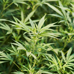 Green medical cannabis plants growing in a  agricultural plantation.