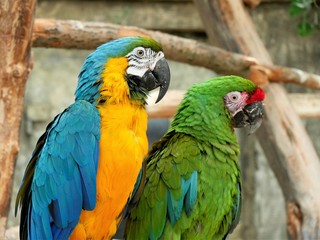 Two macaw parrots are sitting nearby..